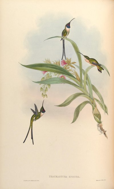 Thaumastura enicura = Doricha enicura by John Gould